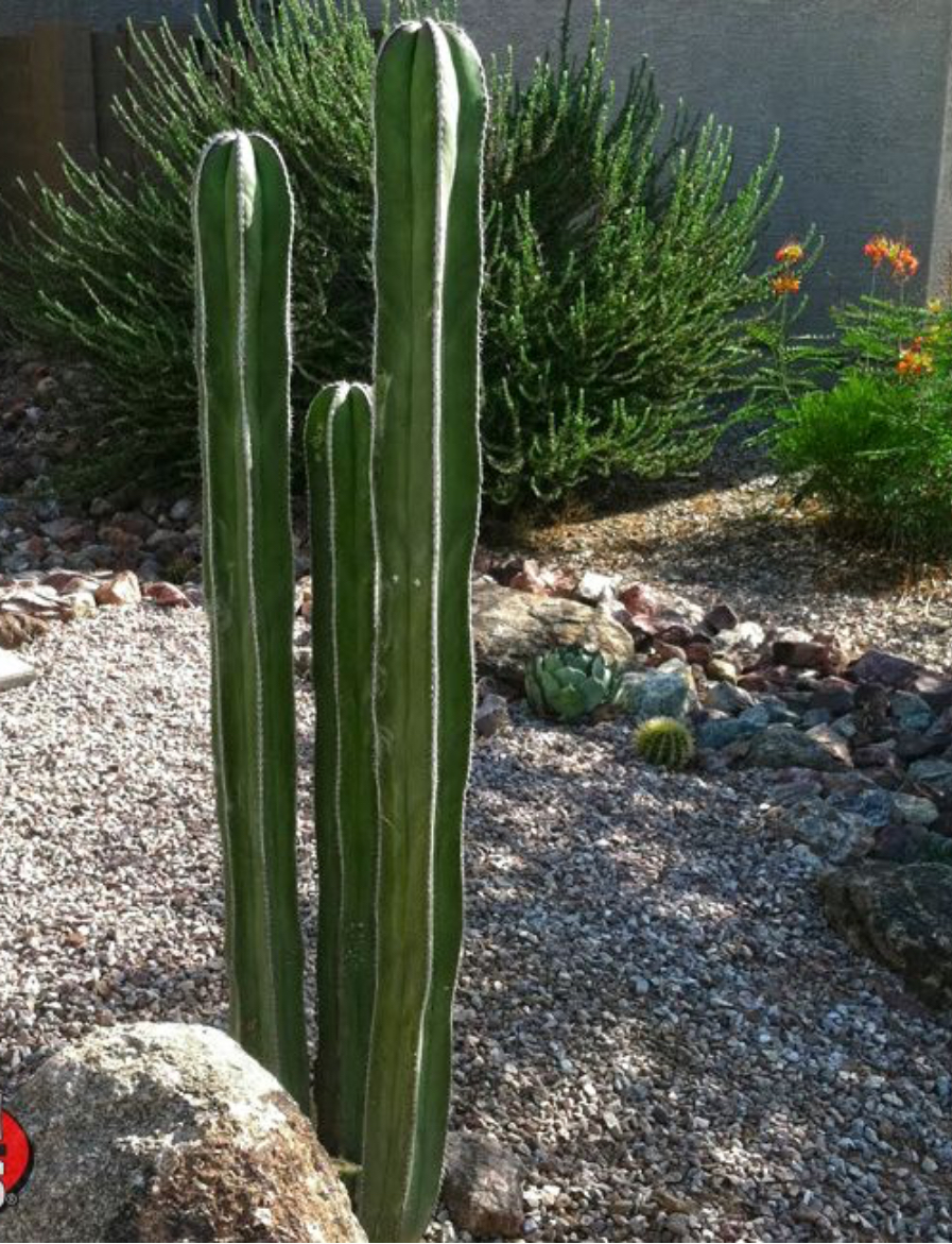 TheSlimCactus